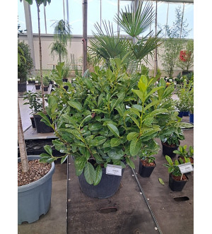 Prunus laur. 'Novita' C 45 L
